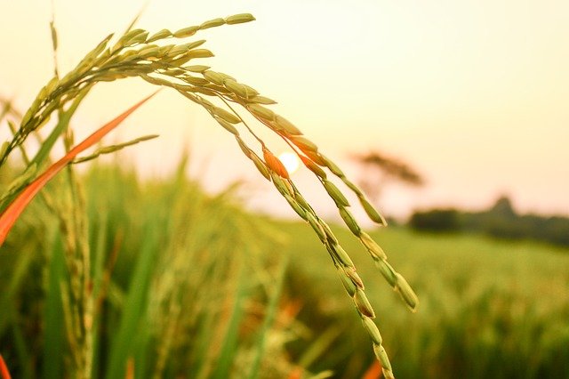 rice-3607406_640.jpg